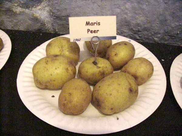 English Potatoes,tubers,flowers,DIVERSITY,varieties,marispeer